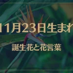 11月23日の誕生花と花言葉がコレ！性格や恋愛・仕事などの誕生日占いもご紹介！