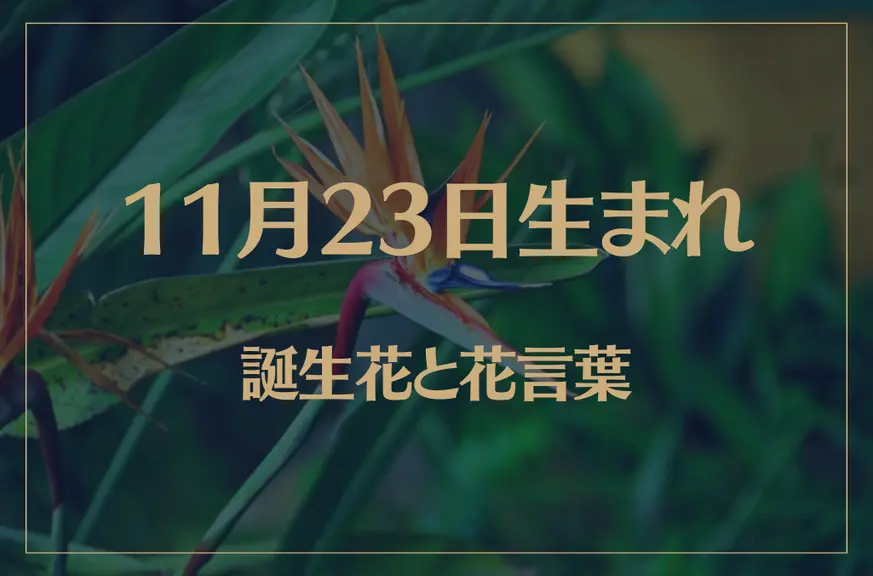 11月23日の誕生花と花言葉がコレ！性格や恋愛・仕事などの誕生日占いもご紹介！