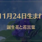 11月24日の誕生花と花言葉がコレ！性格や恋愛・仕事などの誕生日占いもご紹介！