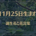 11月25日の誕生花と花言葉がコレ！性格や恋愛・仕事などの誕生日占いもご紹介！