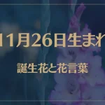 11月26日の誕生花と花言葉がコレ！性格や恋愛・仕事などの誕生日占いもご紹介！