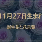 11月27日の誕生花と花言葉がコレ！性格や恋愛・仕事などの誕生日占いもご紹介！