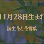 11月28日の誕生花と花言葉がコレ！性格や恋愛・仕事などの誕生日占いもご紹介！