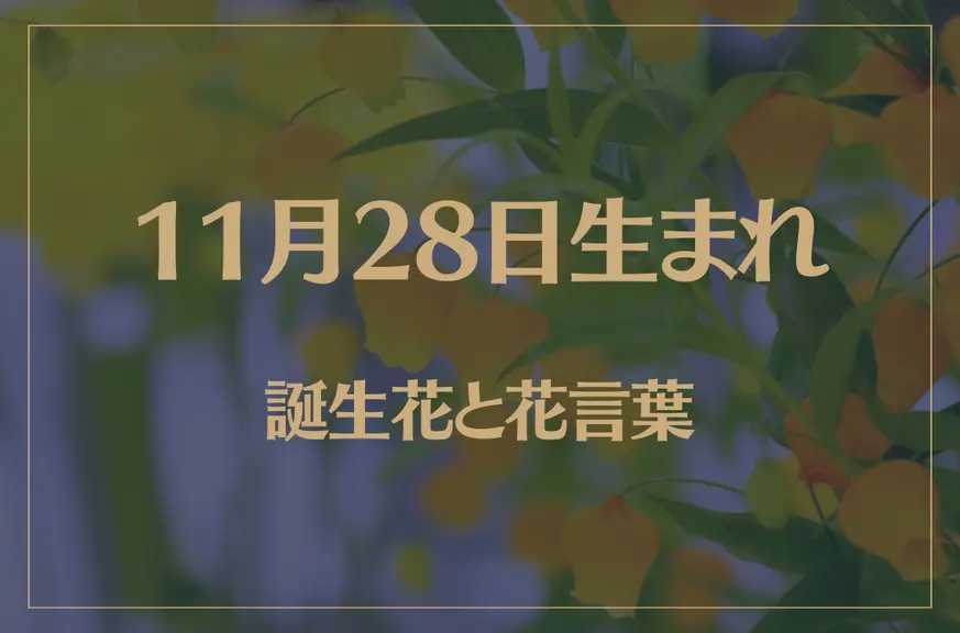 11月28日の誕生花と花言葉がコレ！性格や恋愛・仕事などの誕生日占いもご紹介！