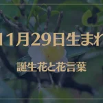 11月29日の誕生花と花言葉がコレ！性格や恋愛・仕事などの誕生日占いもご紹介！