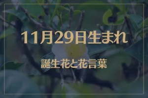 11月29日の誕生花と花言葉がコレ!性格や恋愛・仕事などの誕生日占いもご紹介!