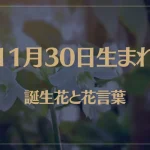11月30日の誕生花と花言葉がコレ！性格や恋愛・仕事などの誕生日占いもご紹介！