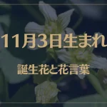 11月3日の誕生花と花言葉がコレ！性格や恋愛・仕事などの誕生日占いもご紹介！
