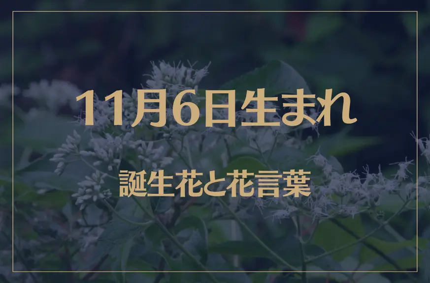 11月6日の誕生花と花言葉がコレ！性格や恋愛・仕事などの誕生日占いもご紹介！