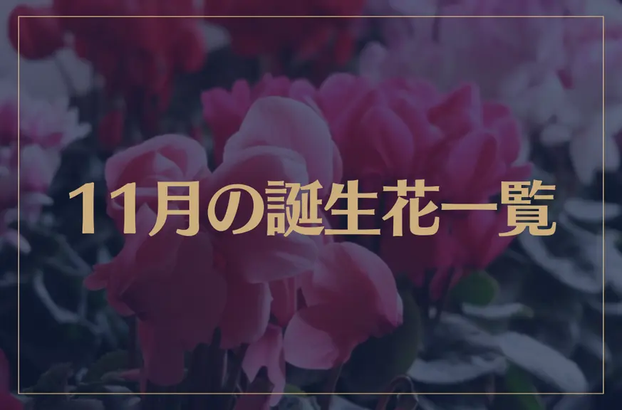 【11月の誕生花一覧】11月の誕生花・花言葉をご紹介！