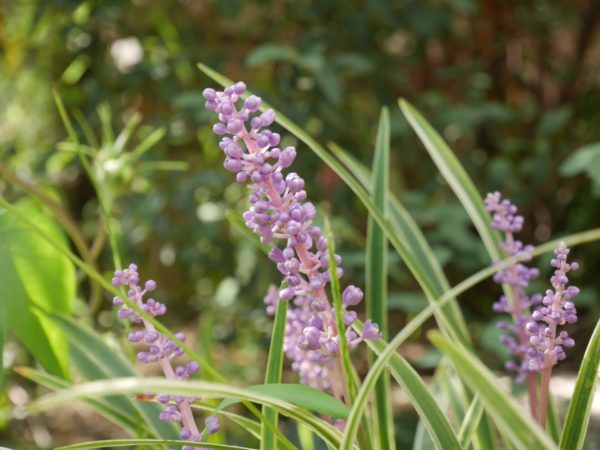 ヤブラン(藪蘭)