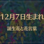 12月7日の誕生花と花言葉がコレ！性格や恋愛・仕事などの誕生日占いもご紹介！