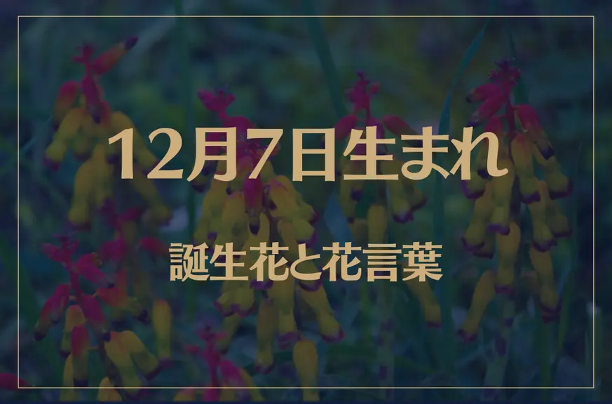 12月7日の誕生花と花言葉がコレ！性格や恋愛・仕事などの誕生日占いもご紹介！