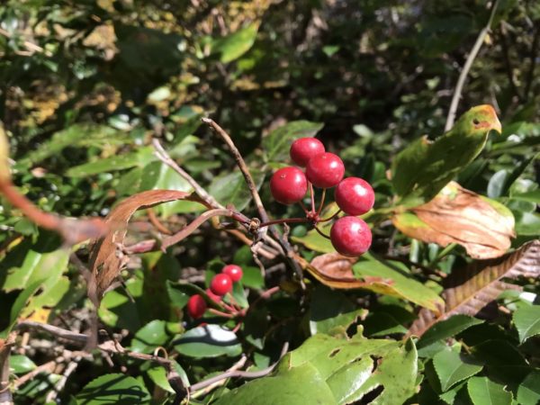 サルトリイバラ