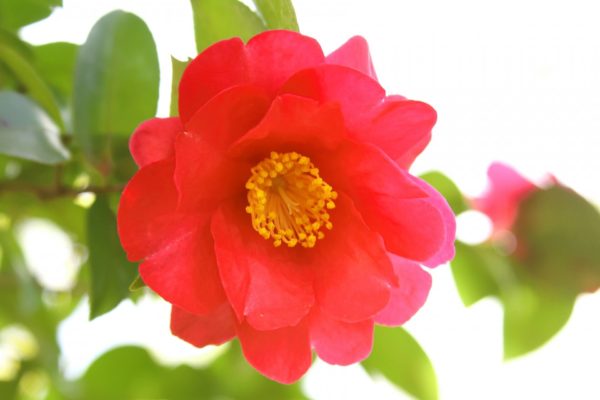 寒椿(カンツバキ)