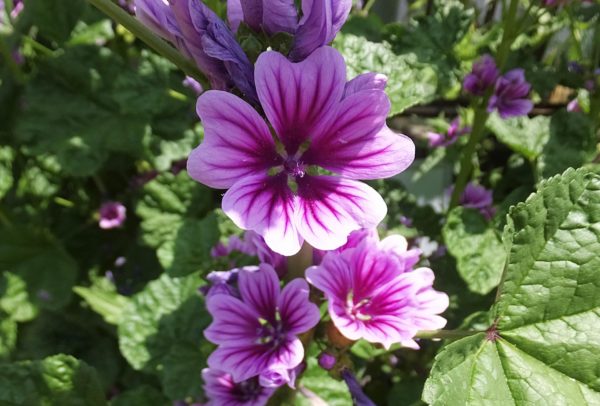 ゼニアオイ(銭葵)