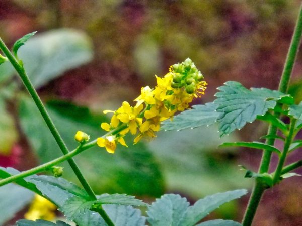 キンミズヒキ(金水引)