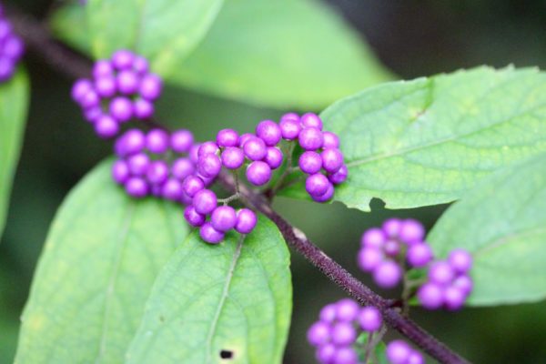 ムラサキシキブ(紫式部)