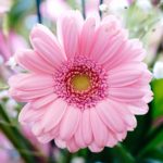 【10月の誕生花一覧】10月の誕生花・花言葉をご紹介！