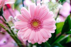 【10月の誕生花一覧】10月の誕生花・花言葉をご紹介!