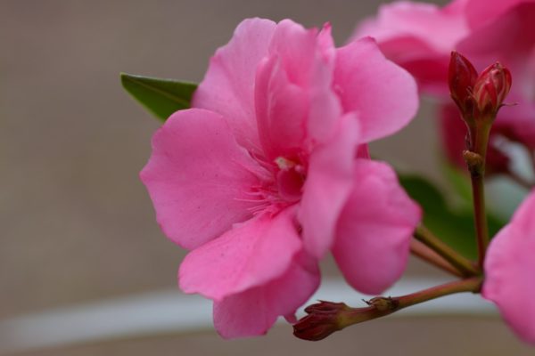 キョウチクトウ