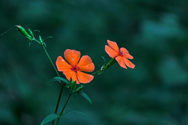 フシグロセンノウ