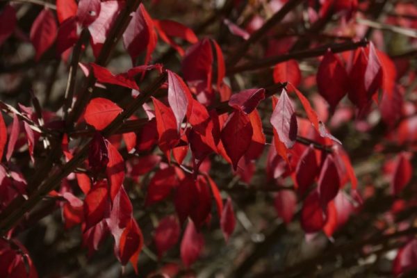 ニシキギ(錦木)