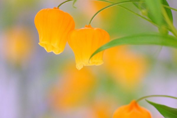 サンダーソニア