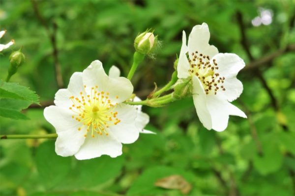 ノバラ(野薔薇)