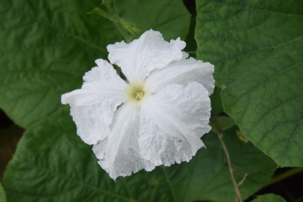 夕顔(ユウガオ)