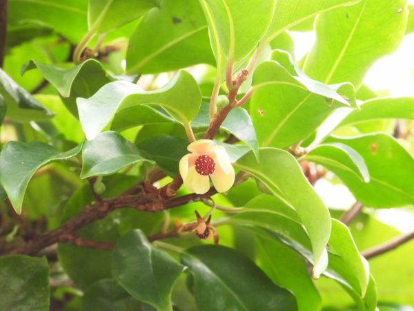 サネカズラ(実葛)