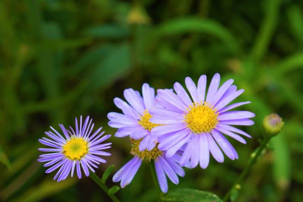 ユウゼンギク(友禅菊)