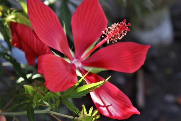 モミジアオイ(紅葉葵)