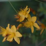 11月19日の誕生花と花言葉がコレ！性格や恋愛・仕事などの誕生日占いもご紹介！