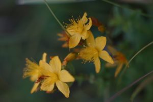 11月19日の誕生花と花言葉がコレ！性格や恋愛・仕事などの誕生日占いもご紹介！