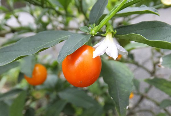 フユサンゴ(冬珊瑚)