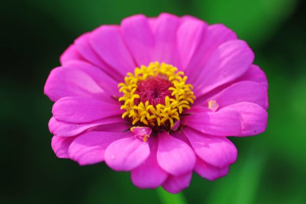 百日草(ヒャクニチソウ)