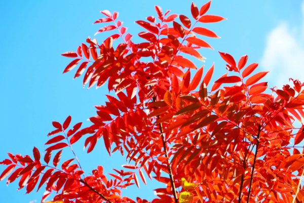 ハゼノキ(櫨の木)