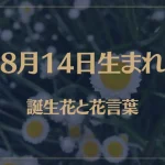 8月14日の誕生花と花言葉がコレ！性格や恋愛・仕事などの誕生日占いもご紹介！