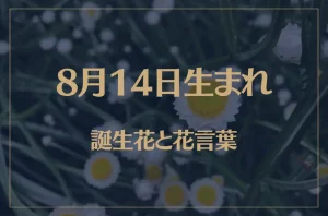 8月14日の誕生花と花言葉がコレ！性格や恋愛・仕事などの誕生日占いもご紹介！
