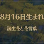 8月16日の誕生花と花言葉がコレ！性格や恋愛・仕事などの誕生日占いもご紹介！