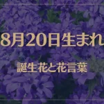 8月20日の誕生花と花言葉がコレ！性格や恋愛・仕事などの誕生日占いもご紹介！