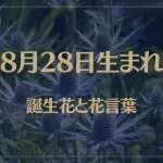 8月28日の誕生花と花言葉がコレ！性格や恋愛・仕事などの誕生日占いもご紹介！