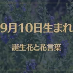 9月10日の誕生花と花言葉がコレ！性格や恋愛・仕事などの誕生日占いもご紹介！