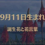 9月11日の誕生花と花言葉がコレ！性格や恋愛・仕事などの誕生日占いもご紹介！
