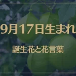 9月17日の誕生花と花言葉がコレ！性格や恋愛・仕事などの誕生日占いもご紹介！