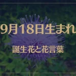 9月18日の誕生花と花言葉がコレ！性格や恋愛・仕事などの誕生日占いもご紹介！