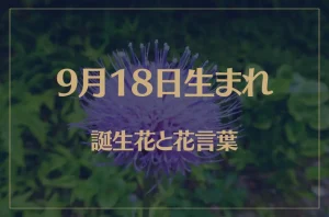 9月18日の誕生花と花言葉がコレ！性格や恋愛・仕事などの誕生日占いもご紹介！