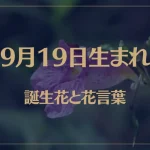 9月19日の誕生花と花言葉がコレ！性格や恋愛・仕事などの誕生日占いもご紹介！