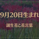 9月20日の誕生花と花言葉がコレ！性格や恋愛・仕事などの誕生日占いもご紹介！